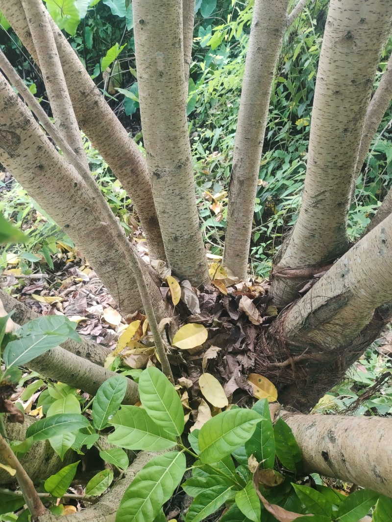 自家种的黄葛树出售，取树方便，树形独特魅力十足！