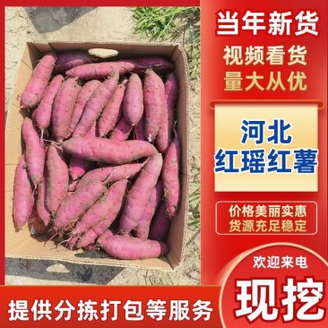 红瑶红薯产地大量现货，规格齐全，可视频看货代发全国