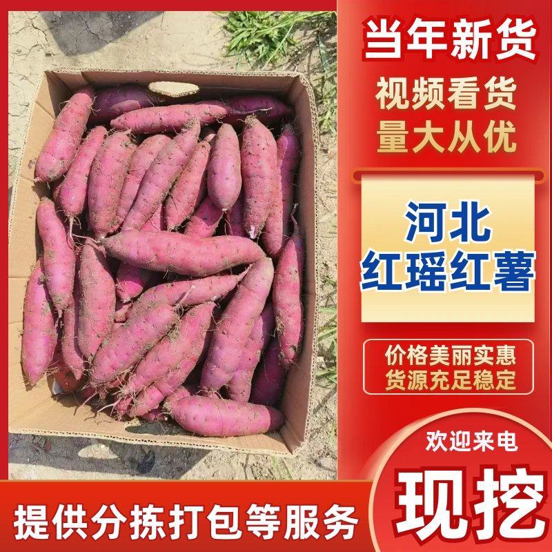 红瑶红薯产地大量现货，规格齐全，可视频看货代发全国