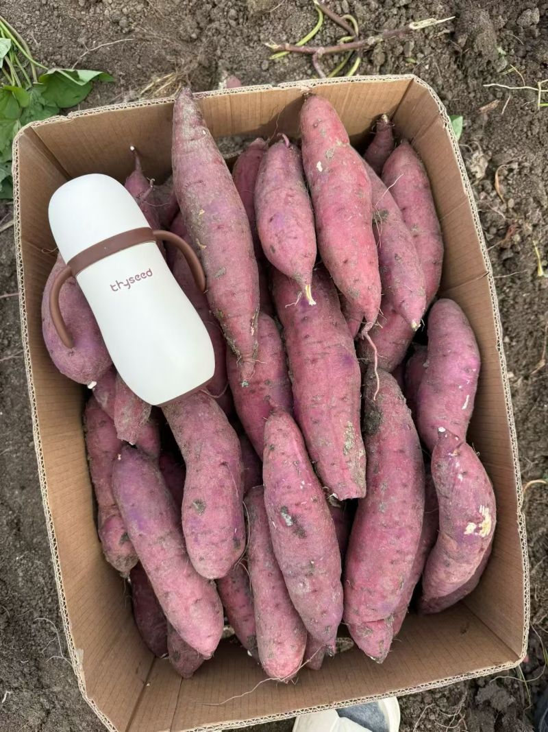 （河北红瑶红薯）一手货源/品质保证/价格可谈，欢迎来电咨