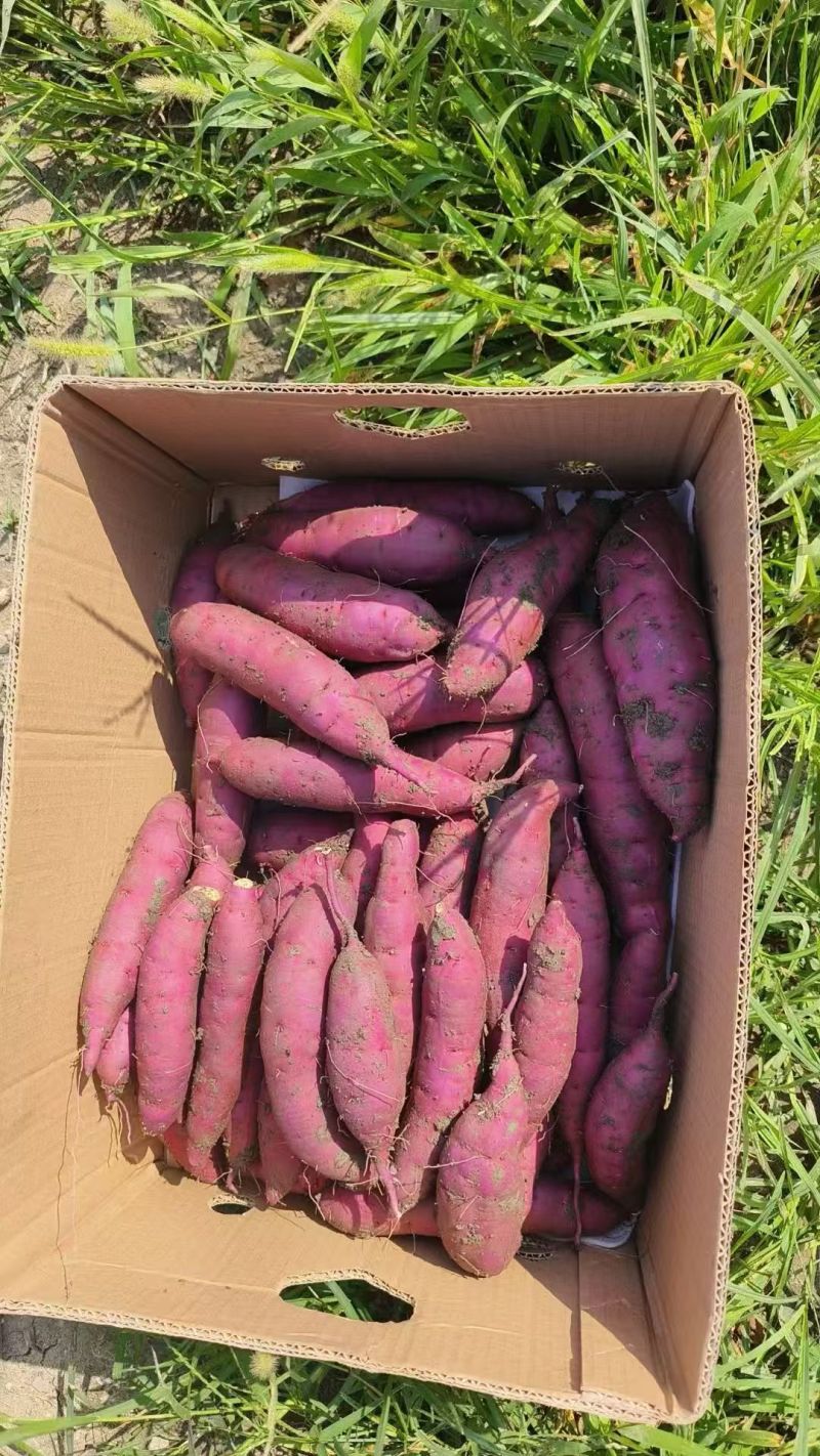 （河北红瑶红薯）一手货源/品质保证/价格可谈，欢迎来电咨