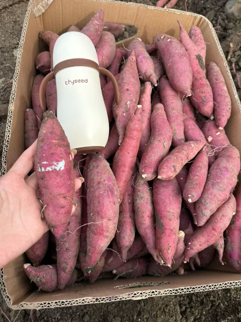 （河北红瑶红薯）一手货源/品质保证/价格可谈，欢迎来电咨