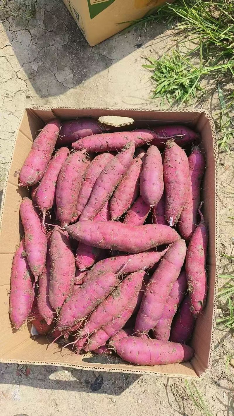（河北红瑶红薯）一手货源/品质保证/价格可谈，欢迎来电咨