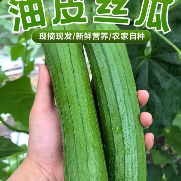 精品油皮丝瓜