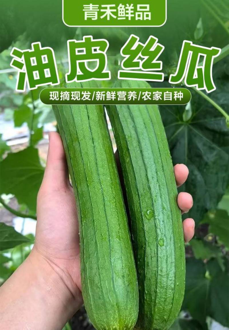 精品油皮丝瓜