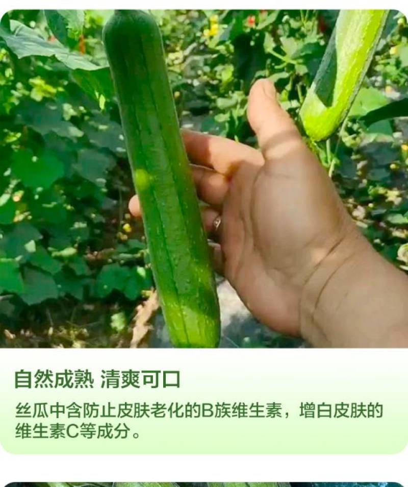精品油皮丝瓜