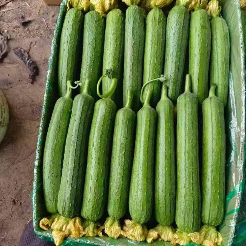 精品油皮丝瓜