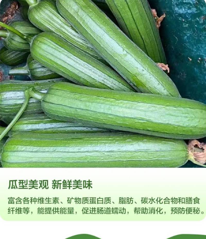 精品油皮丝瓜