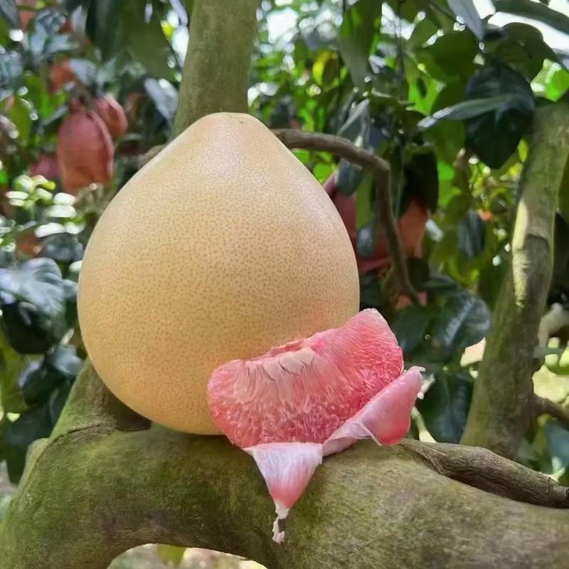 福建红心蜜柚/果大皮薄水分充足/酸甜可口/现摘现发