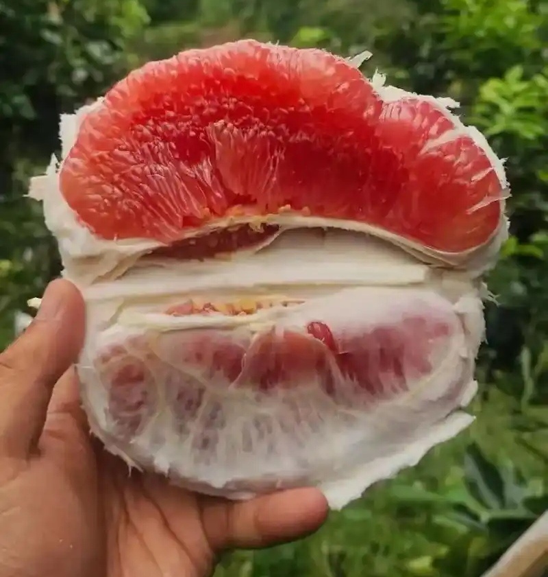 福建红心蜜柚/果大皮薄水分充足/酸甜可口/现摘现发