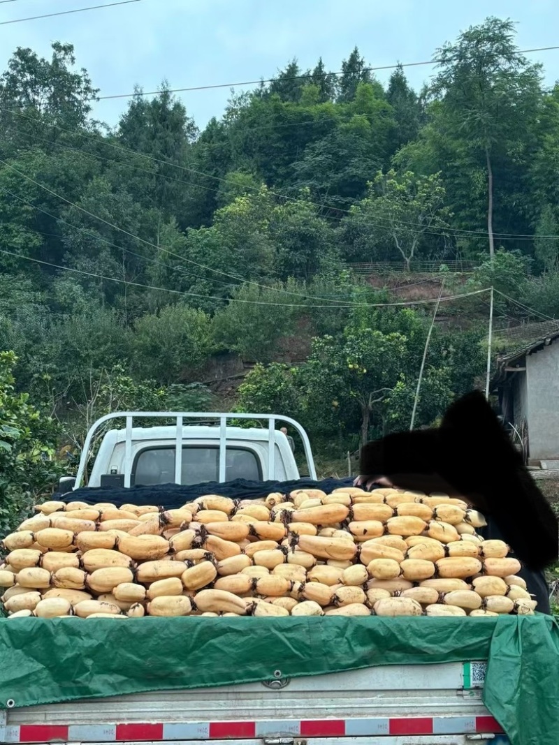 产地直销精品洗藕粉粉糯糯炖猪脚欢迎订购