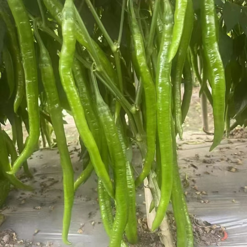 顺美18线椒种子顿尖品种