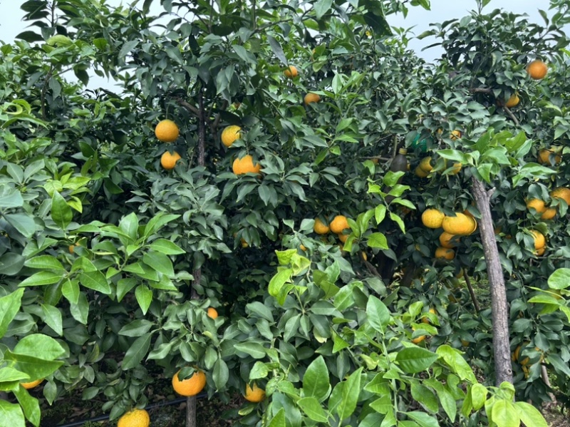 爱媛38号果冻橙，一件代发