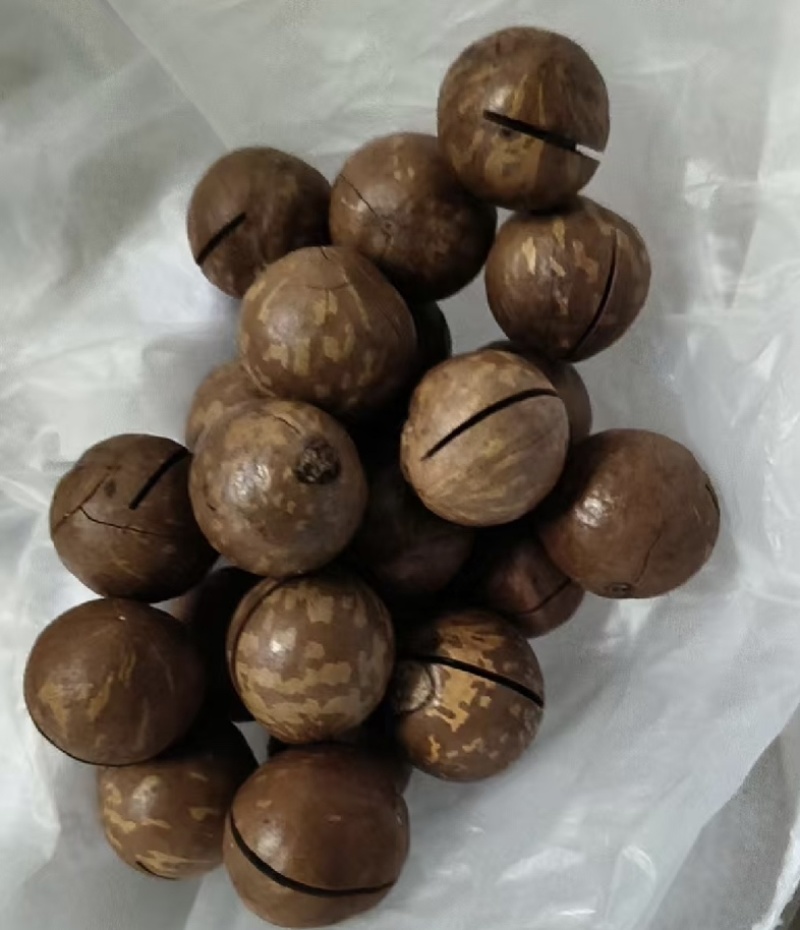 夏威夷果年底了量大来