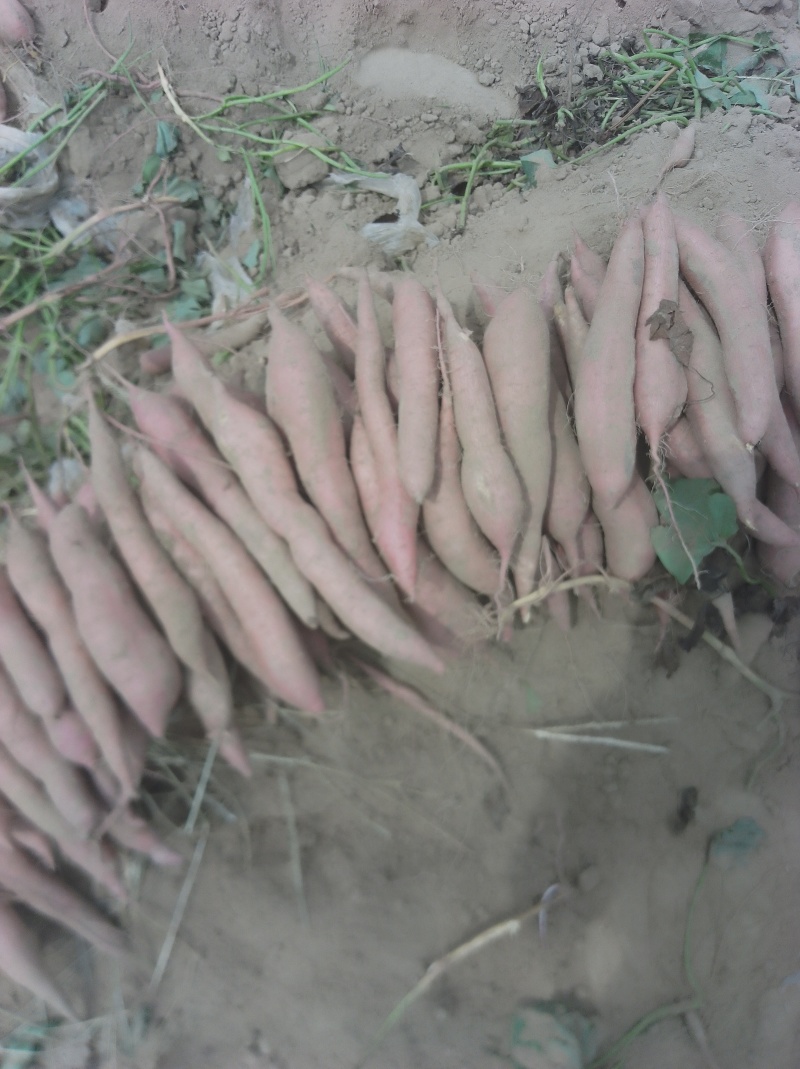 秦暑5号板栗薯红薯又甜又面入口即化沙土地精品货