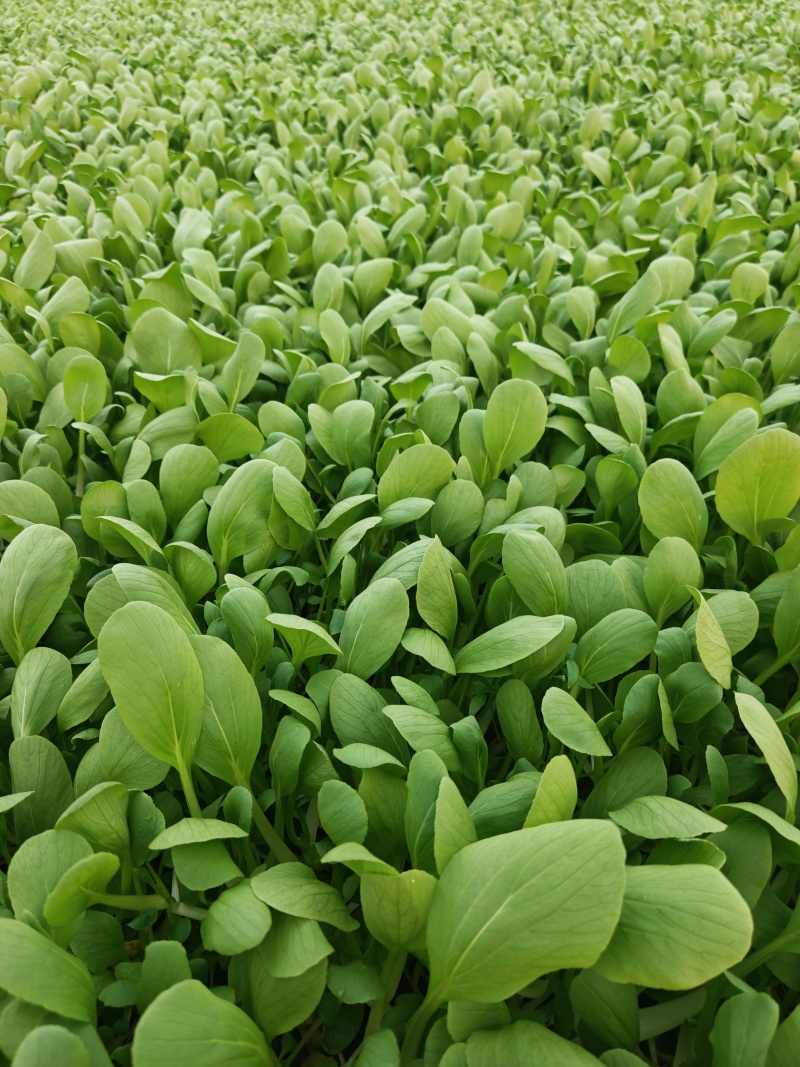 鸡毛菜
