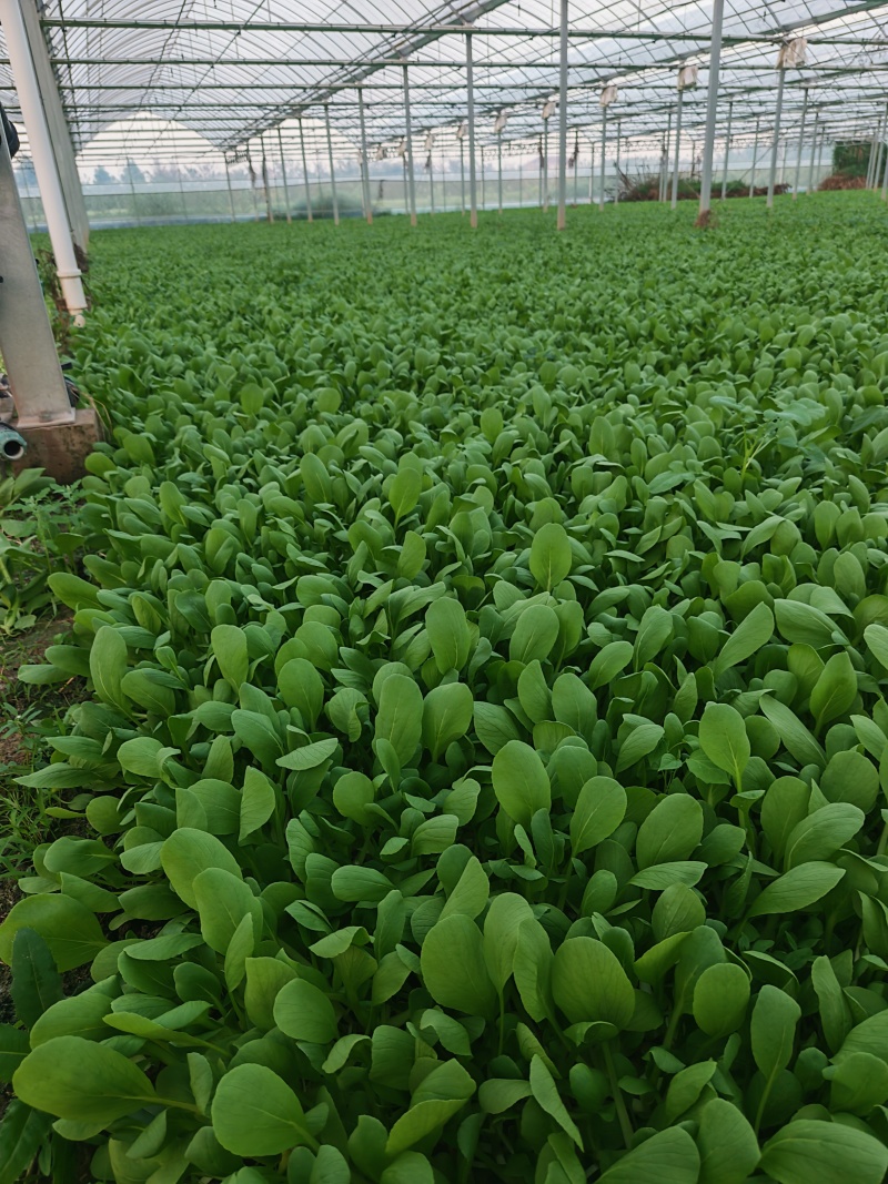 鸡毛菜