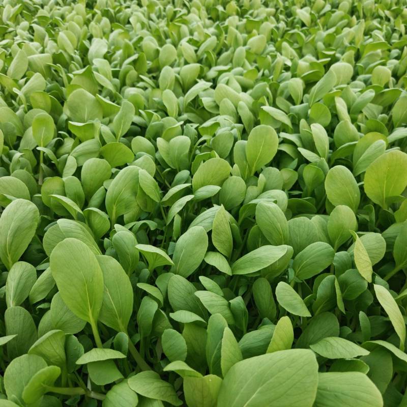 鸡毛菜