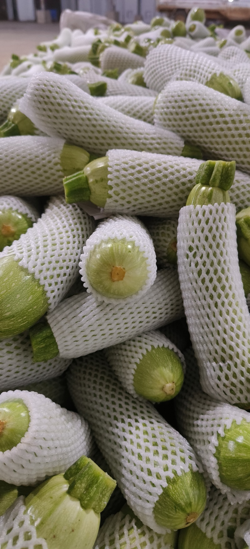 西葫芦，产地一手货源，质优价廉，欢迎市场批发对接，诚信代