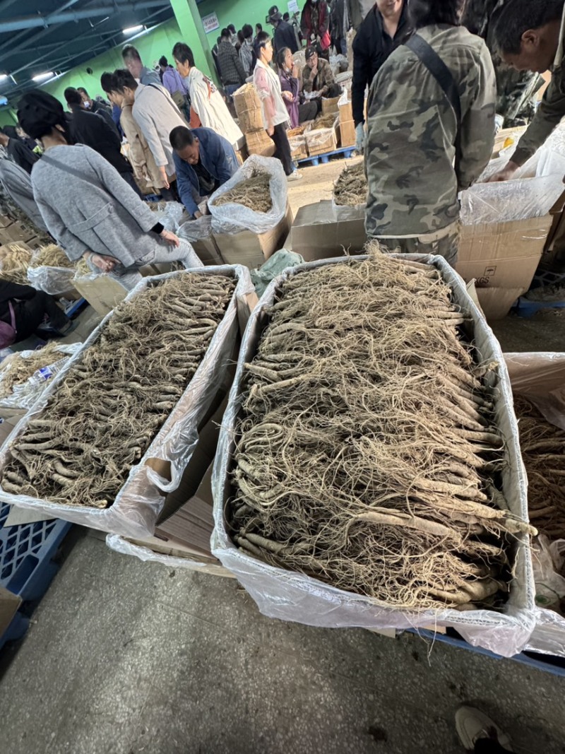 鲜人参东北长白山新鲜人参批发