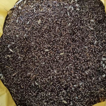 优质富硒黑小麦