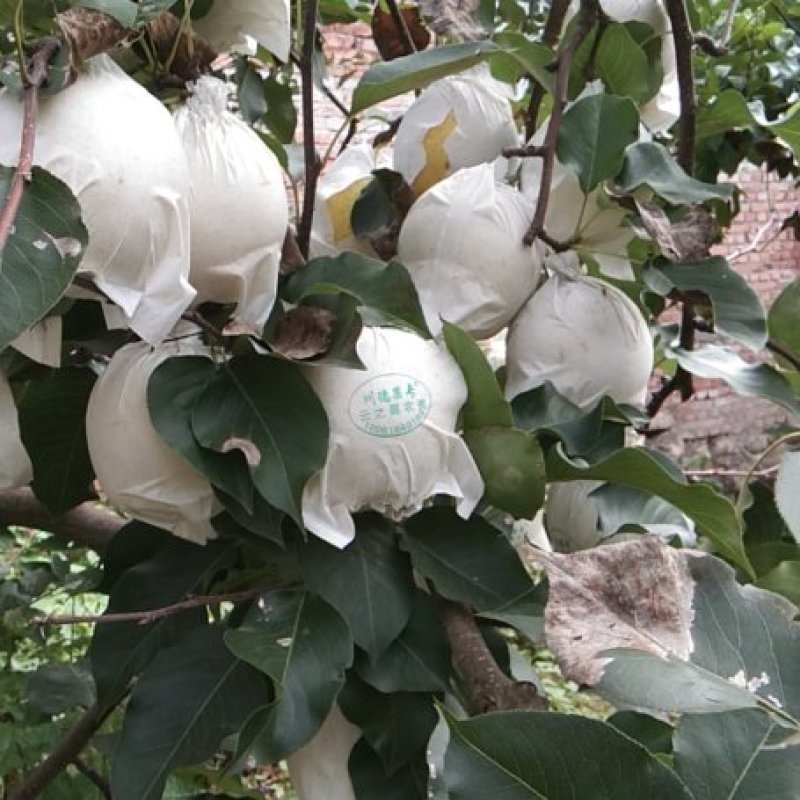 精品金花梨