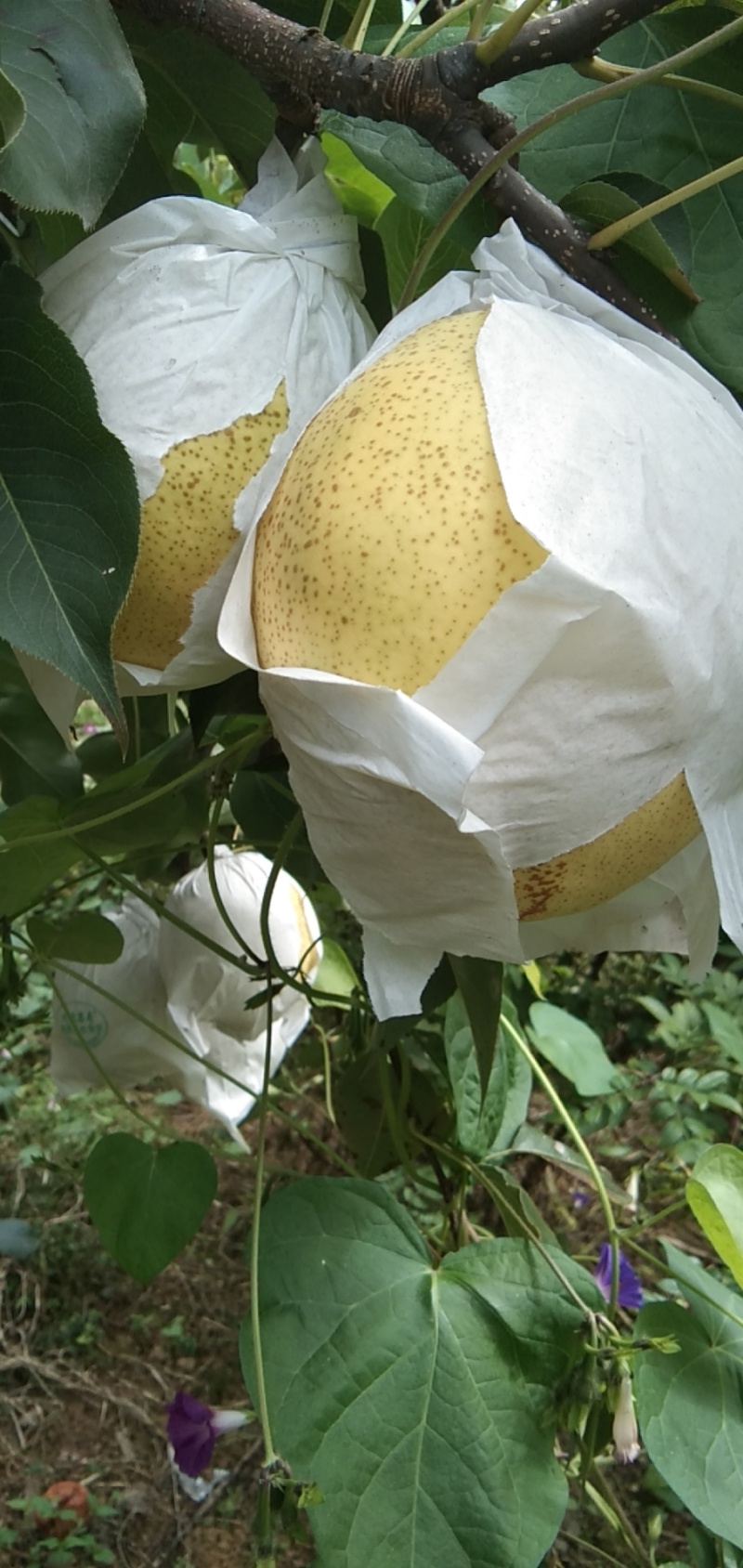 精品金花梨