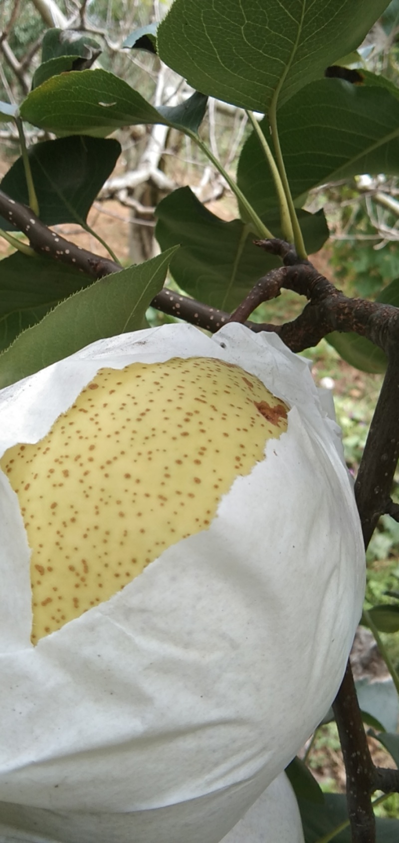 精品金花梨