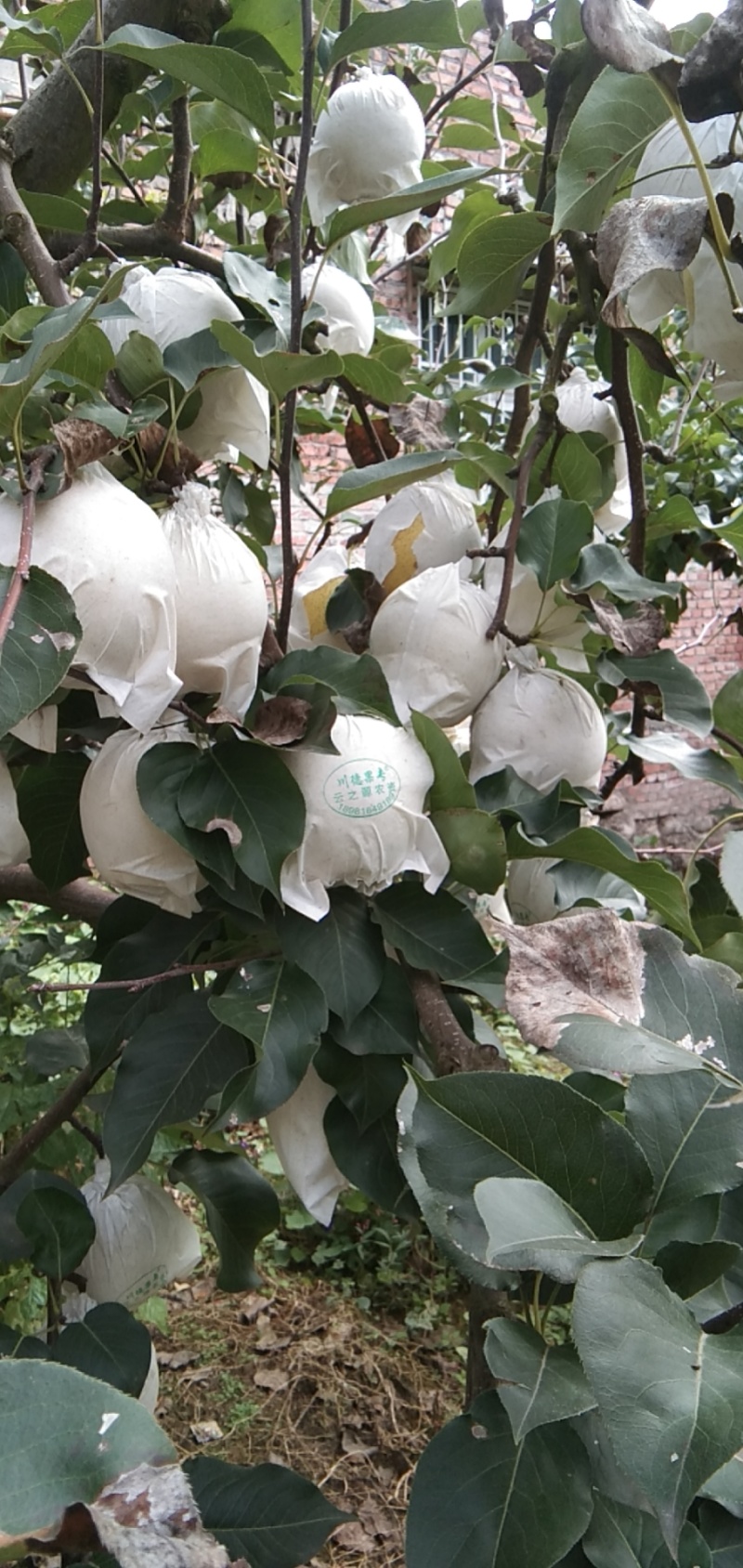 精品金花梨
