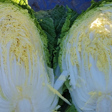 白菜