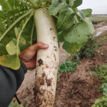 大白萝卜（富帅2号）现挖现卖