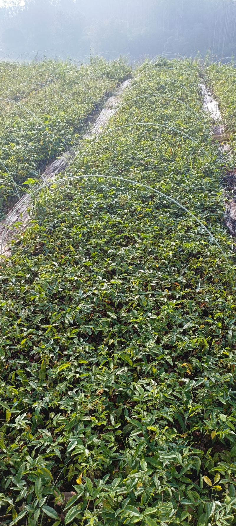 高产小叶牛大力种苗