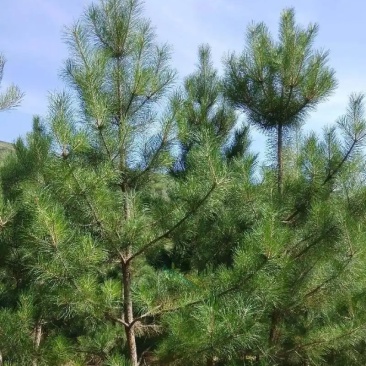 大量出售松针量大价格商量