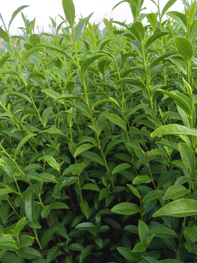 117茶树苗，芽头壮长势好，耐寒早熟不早衰，欢迎来电