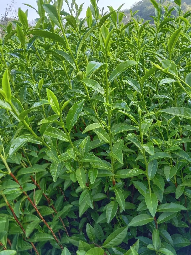 117茶树苗，芽头壮长势好，耐寒早熟不早衰，欢迎来电