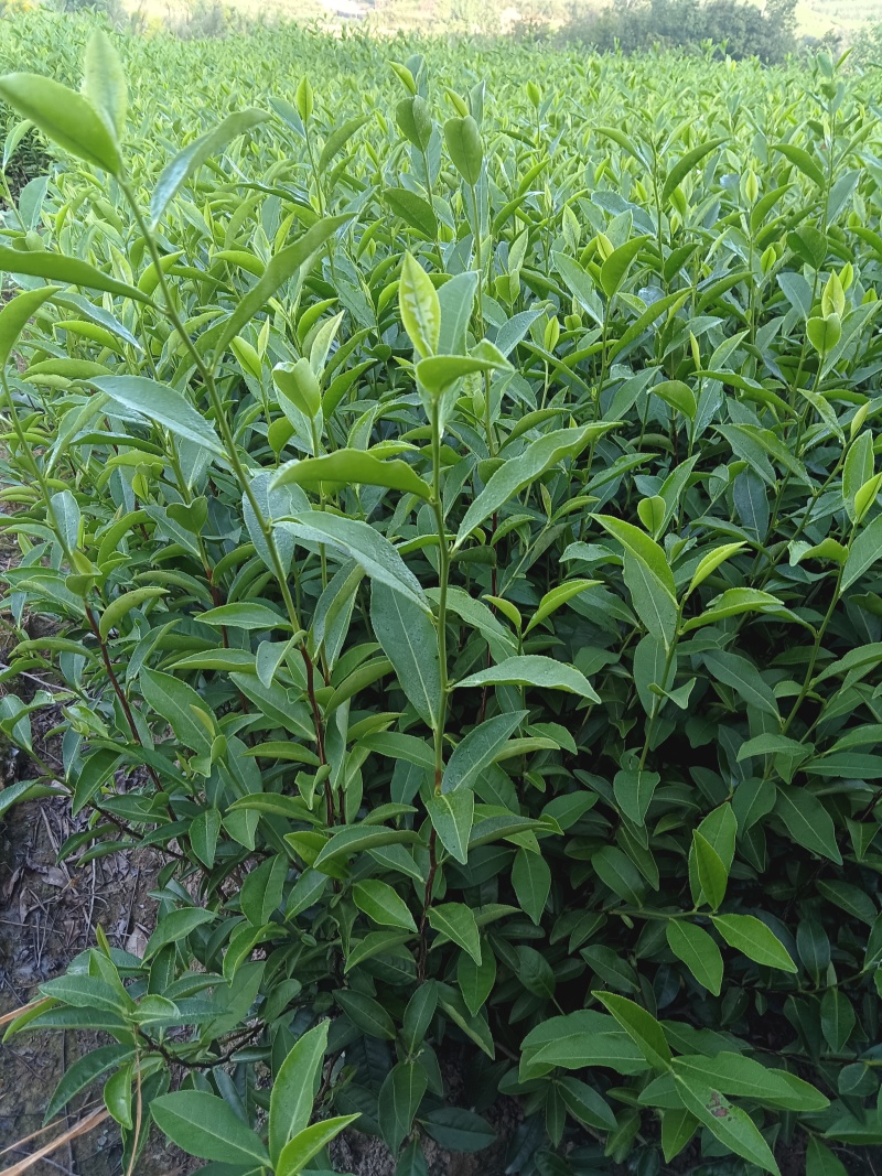 117茶树苗，芽头壮长势好，耐寒早熟不早衰，欢迎来电