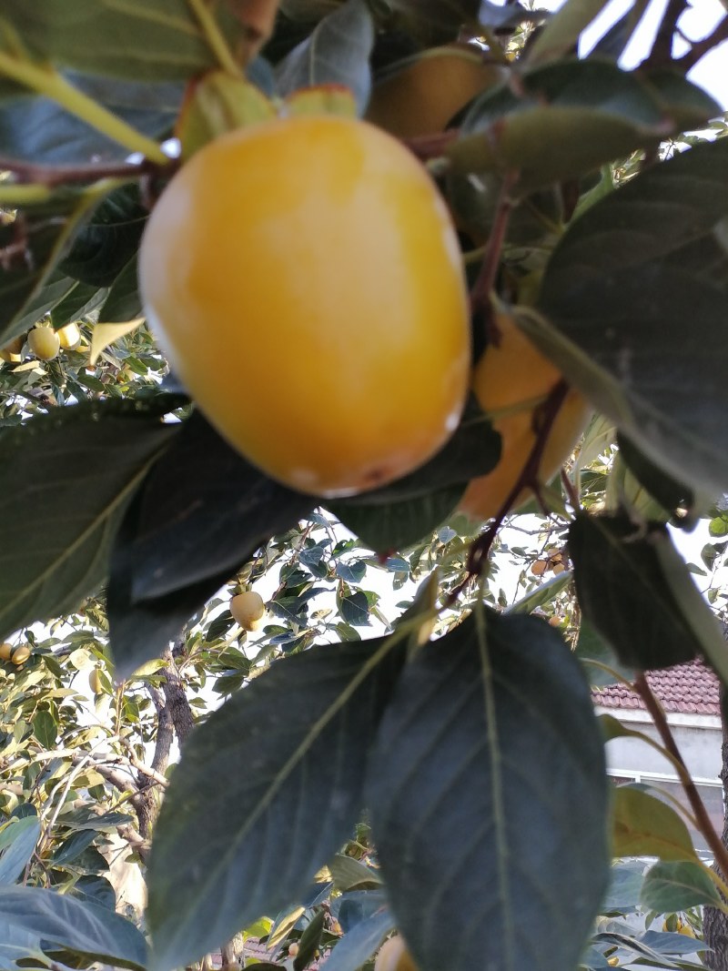 可做柿饼的柿子