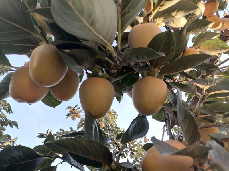 可做柿饼的柿子