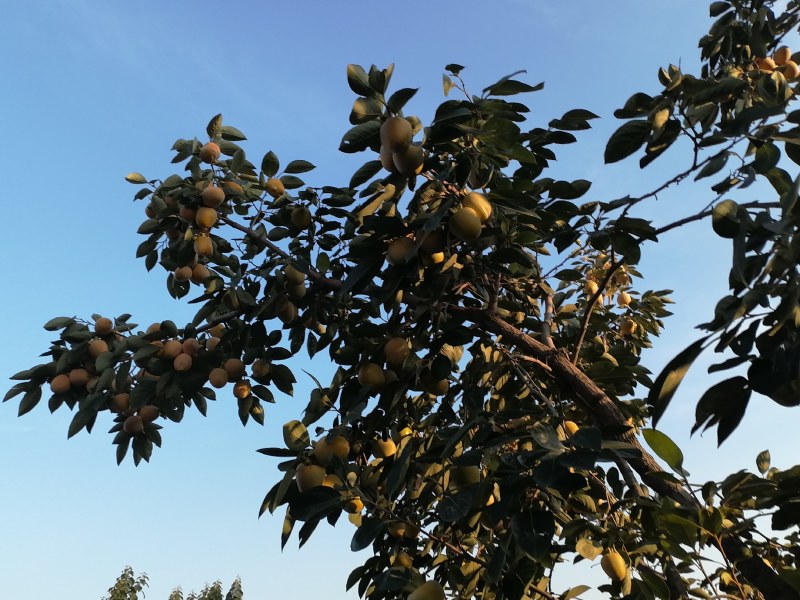 可做柿饼的柿子
