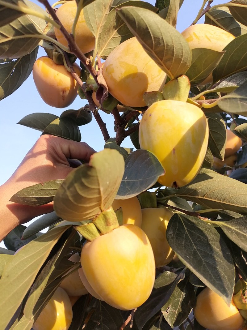 可做柿饼的柿子