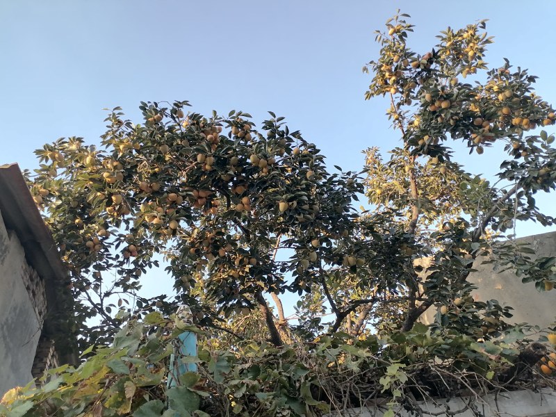 可做柿饼的柿子