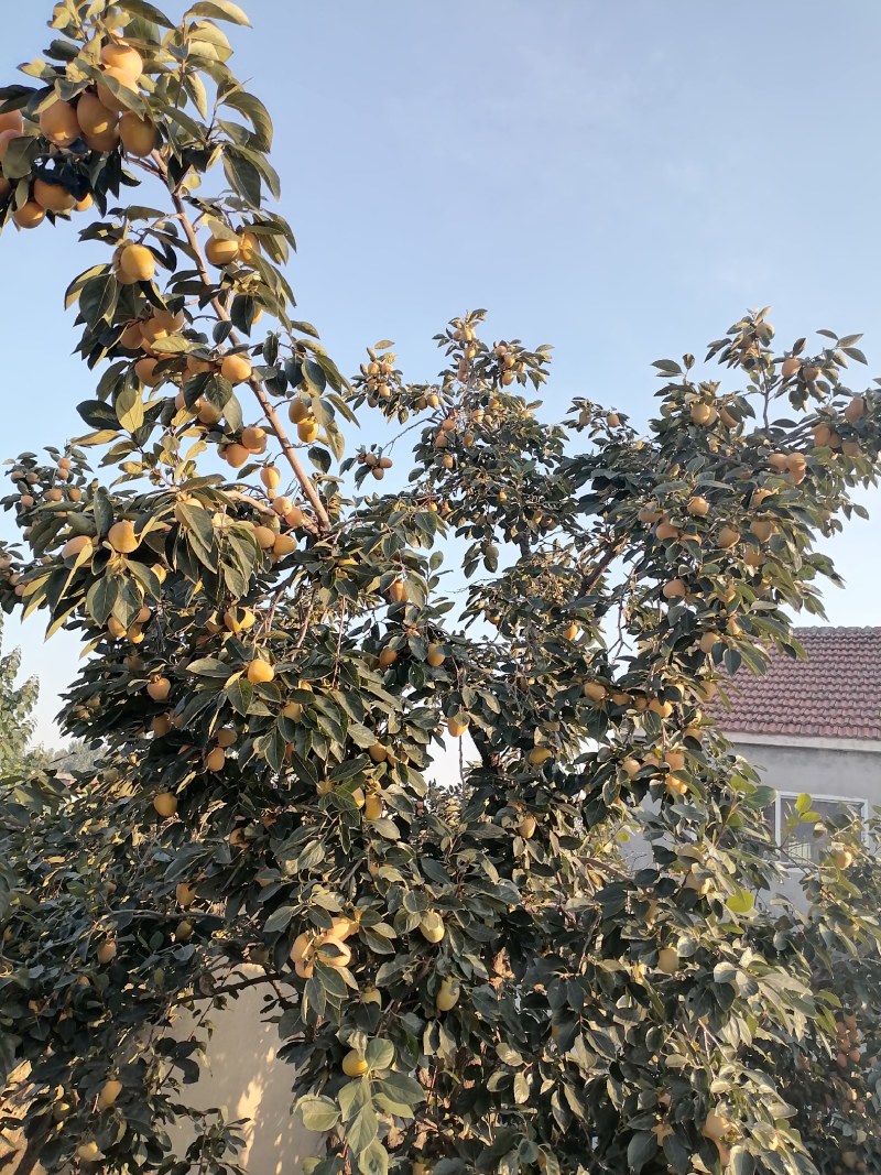 可做柿饼的柿子