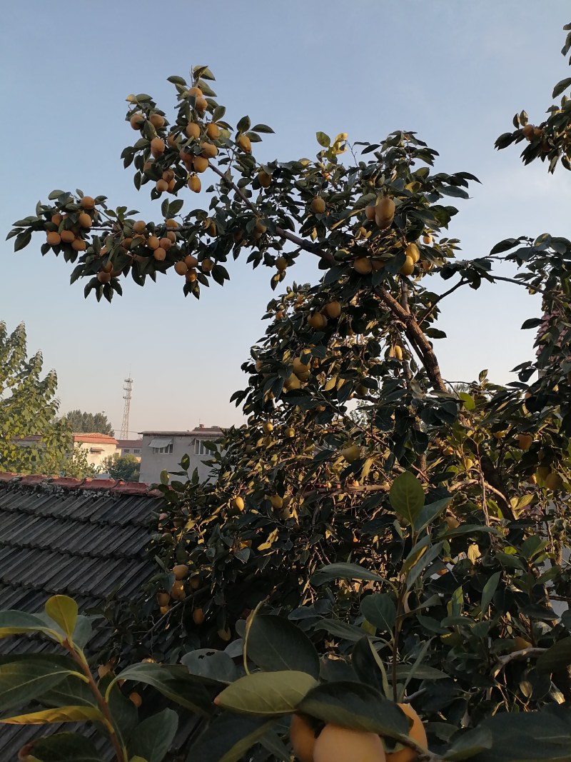 可做柿饼的柿子