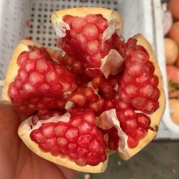 河阴软籽石榴