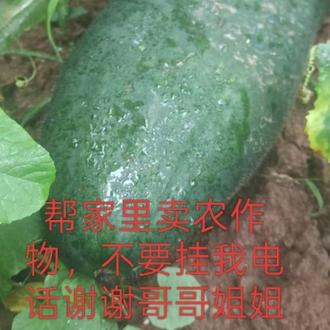 冬瓜南瓜