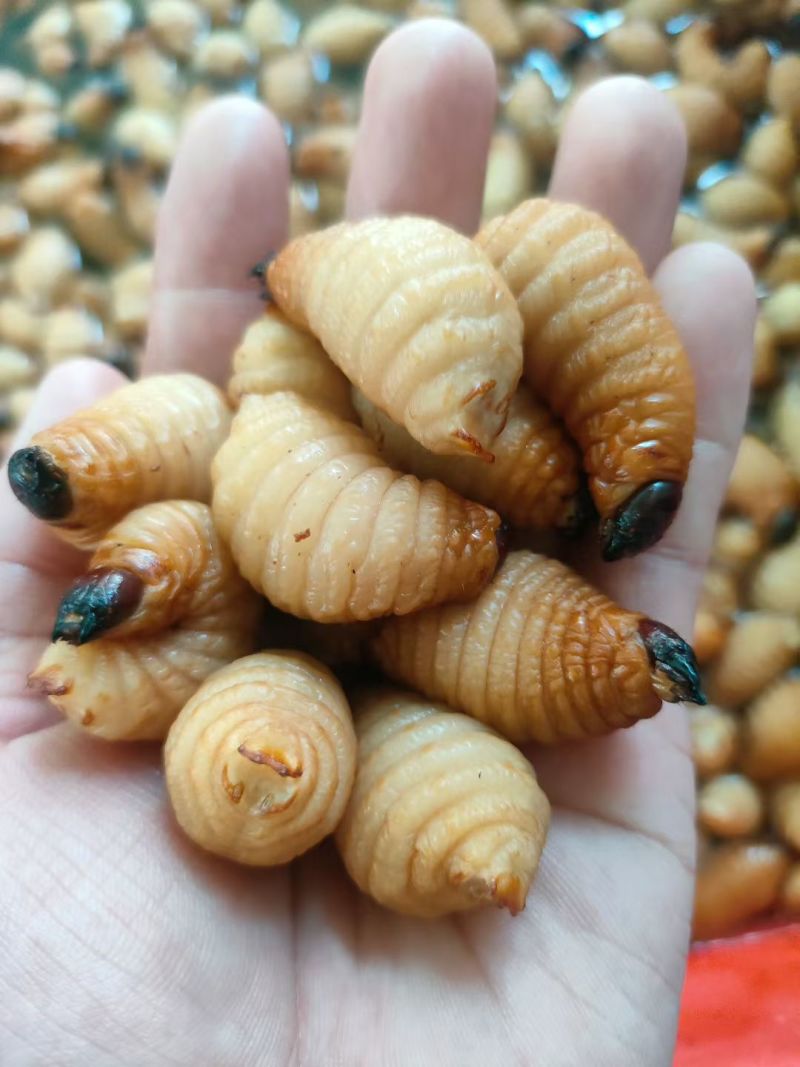 出售竹笋虫、商品虫