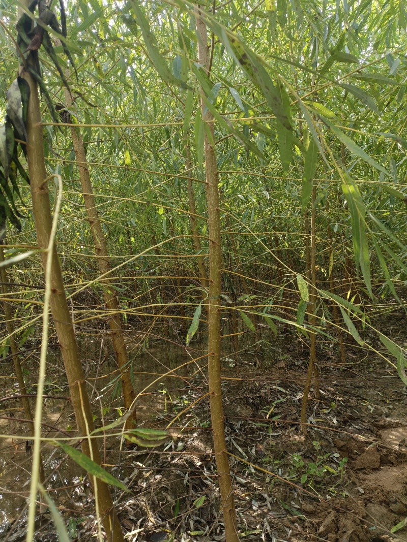 金丝垂柳10公分装车中河北金丝垂柳基地。。。。。。