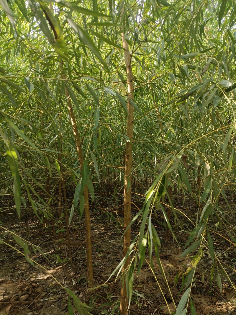 金丝垂柳10公分装车中河北金丝垂柳基地。。。。。。