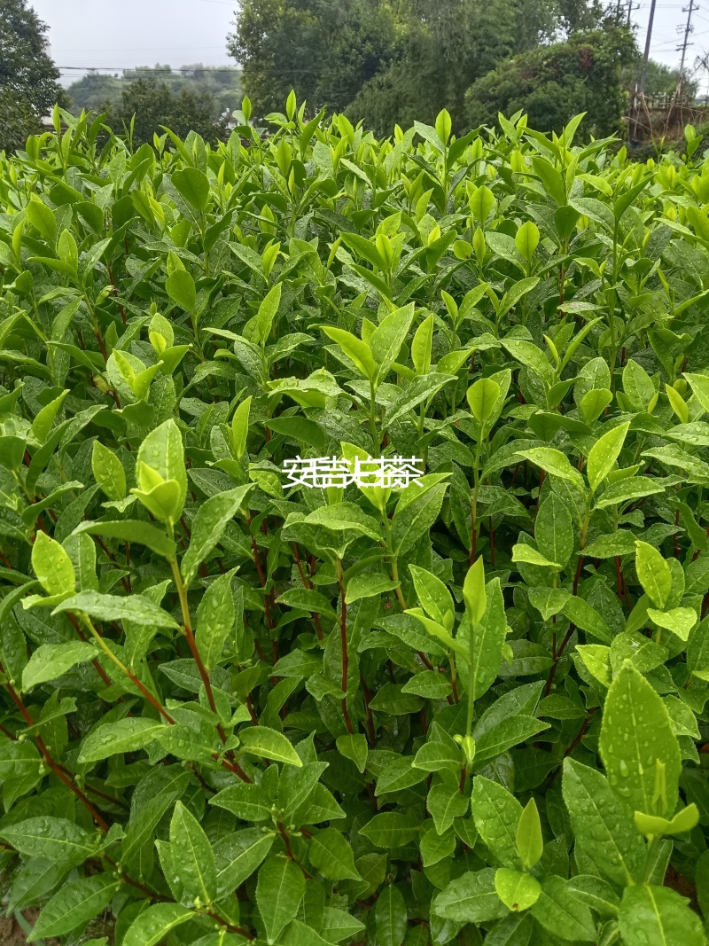 安吉白茶，吉吉白茶苗良种茶苗，品种纯正，根丝好，成活率高