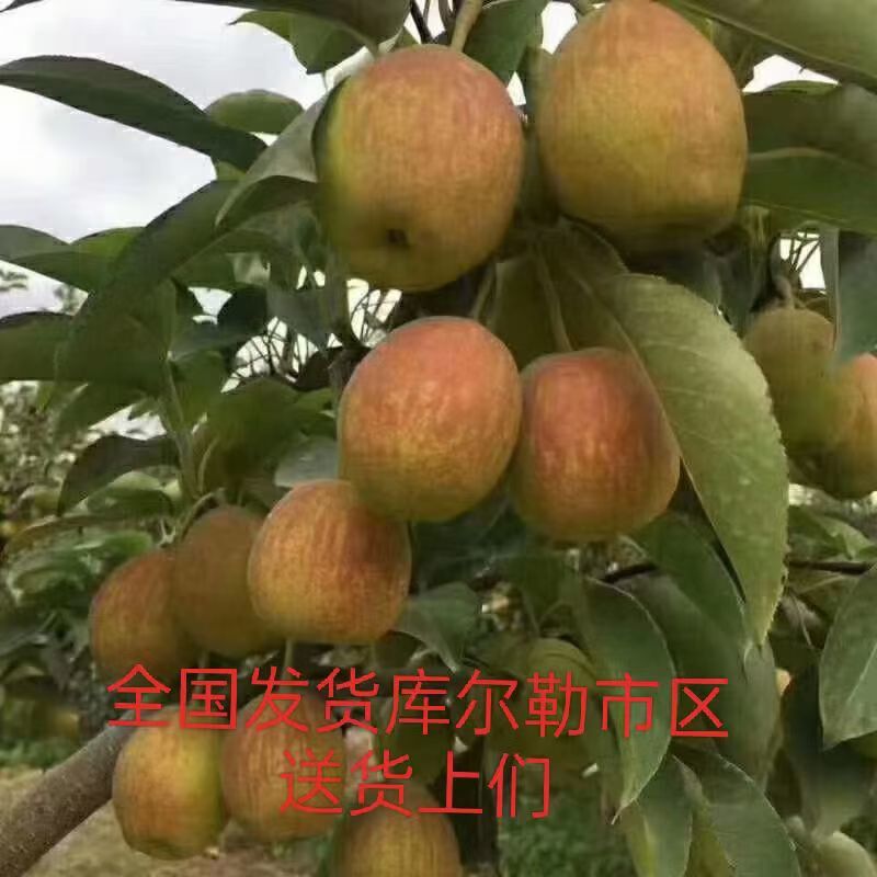库尔勒香梨